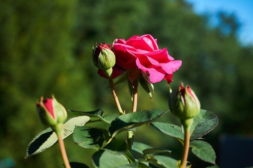 rose  heidi klum  floribunda