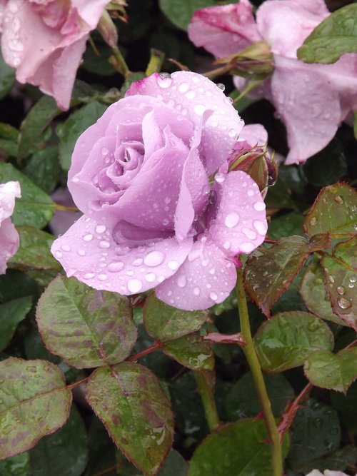 rose  lilac  purple