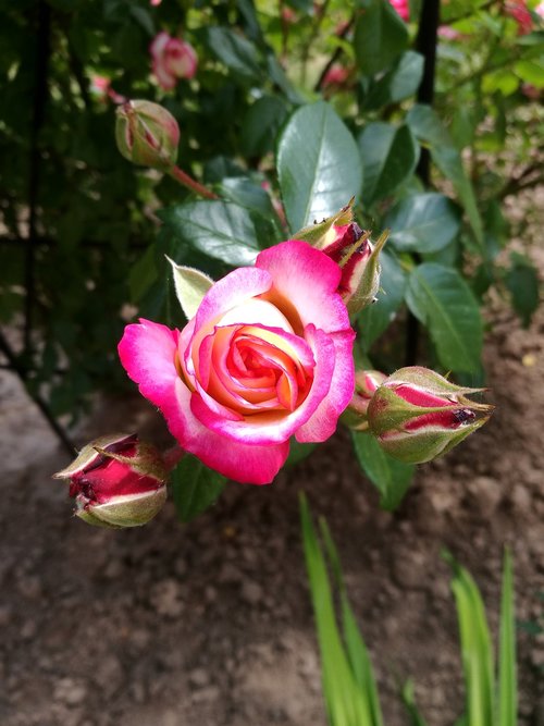 rose  summer  macro