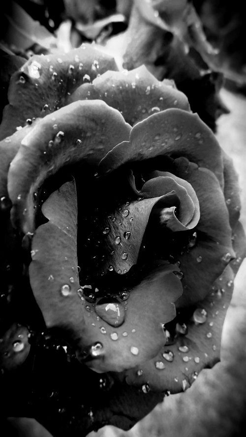 rose  flower  grey