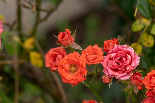 rose  red  nature