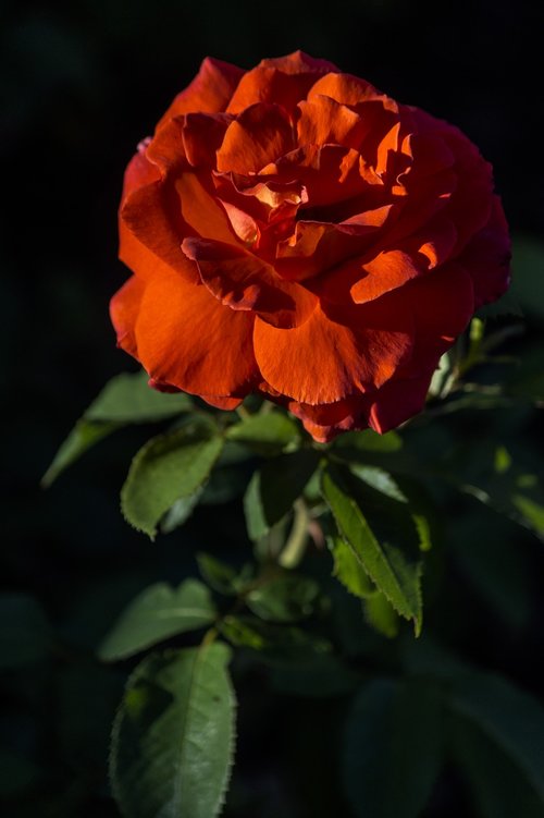 rose  red  flower