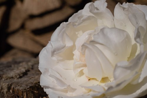 rose  roses  white