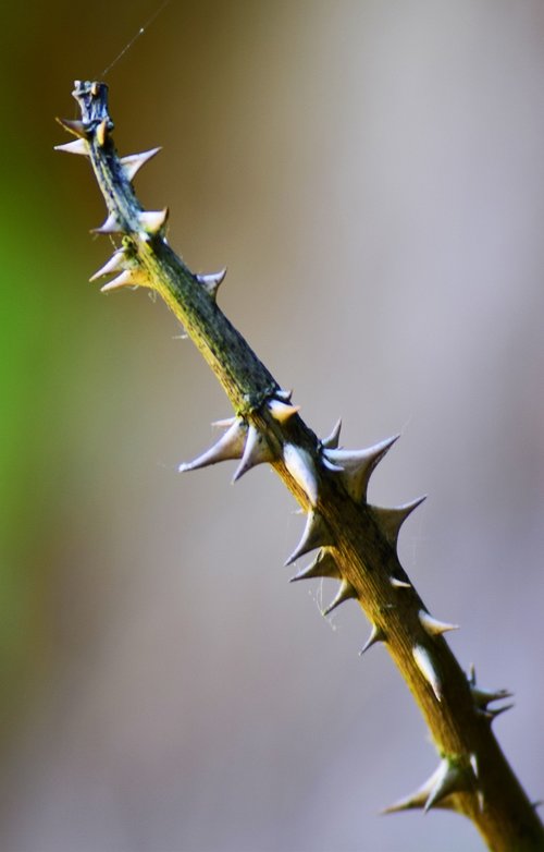 rose  thorns  pointed