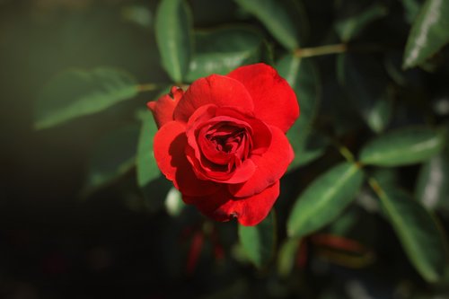 rose  red  nature
