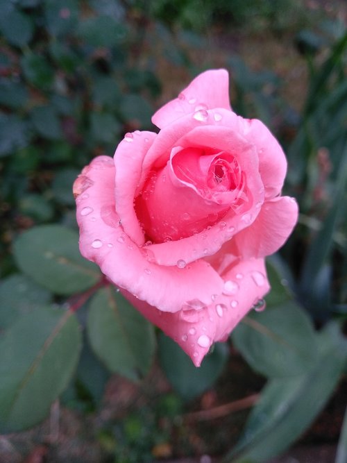 rose  flower  rain