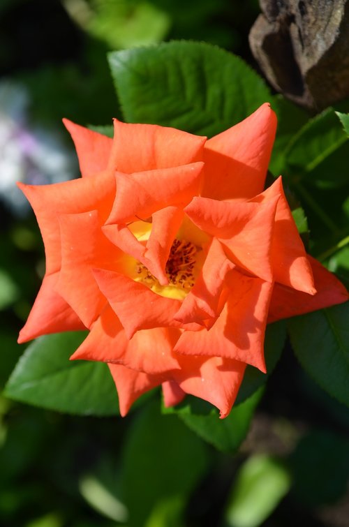 rose  orange rose  flower