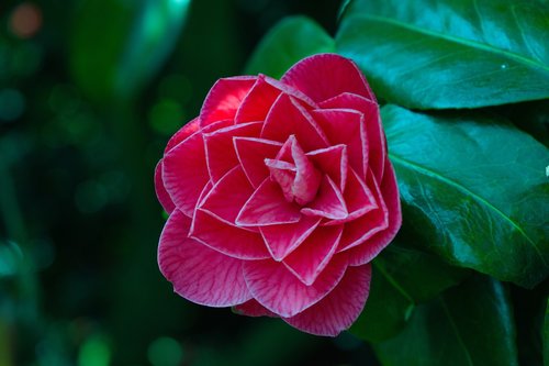 rose  plant  foliage