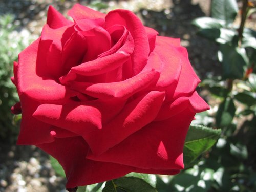 rose  red  flower