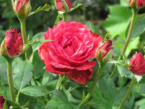 rose  bud  red