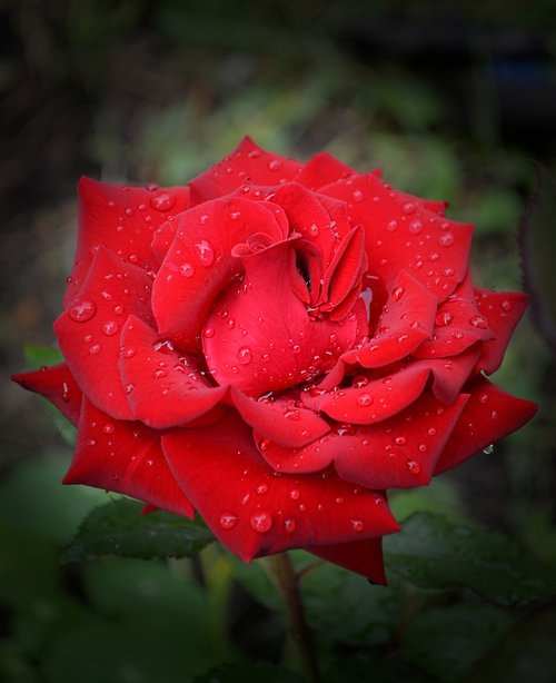 rose  red rose  passion