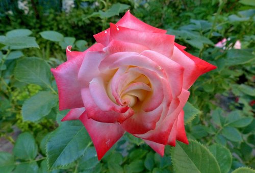 rose  flower  pink