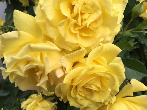 rose  yellow  fragrance