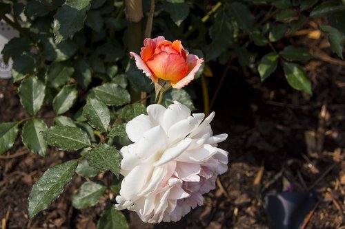 rose  garden  flower