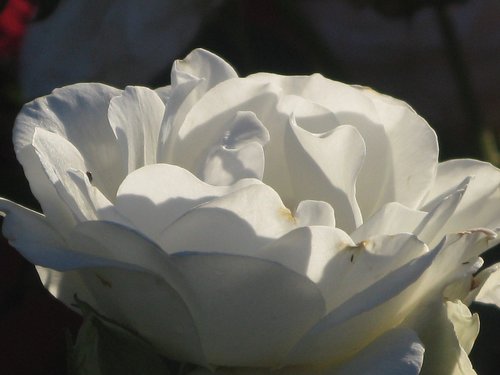 rose  white  blossom