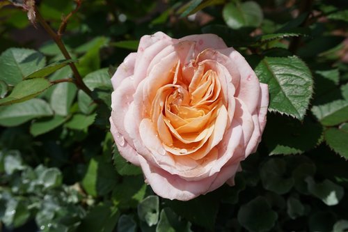 rose  flower  summer