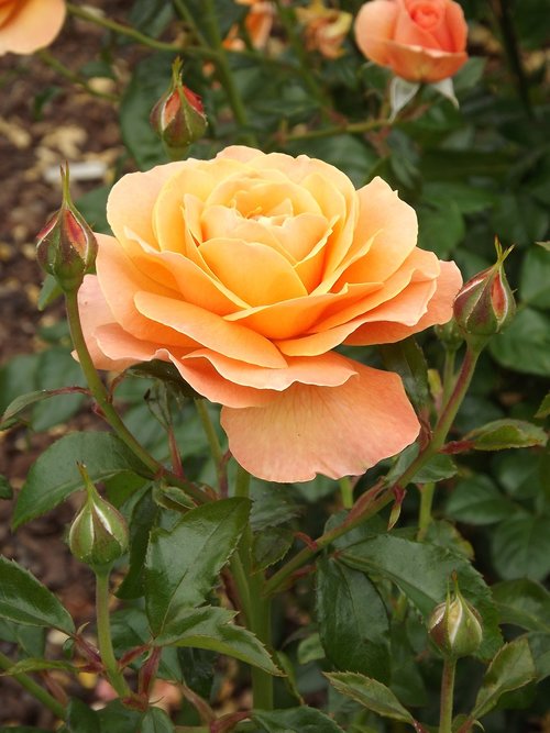 rose  orange  bloom