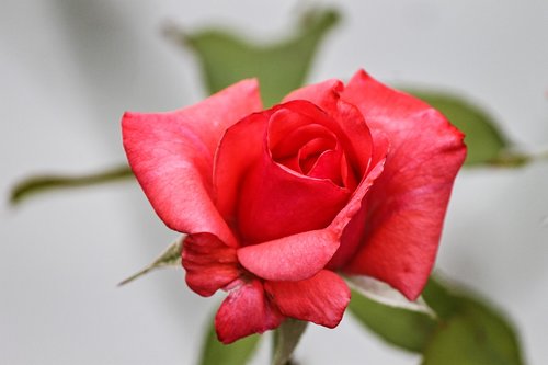 rose  pink  red