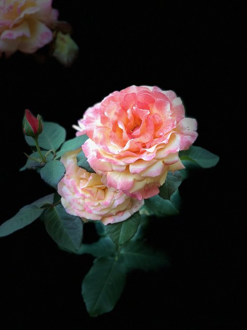 rose  spring  pink