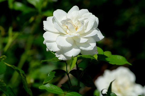 rose  white  flower