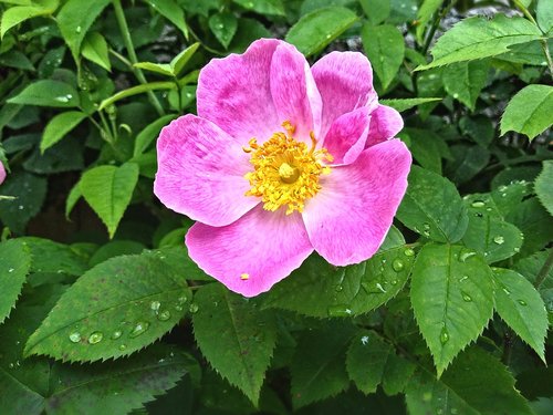 rose  drop of water  flower