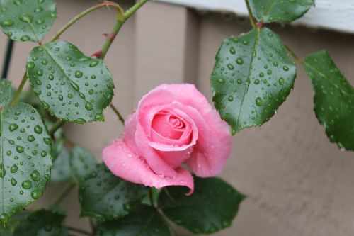 rose pink flower