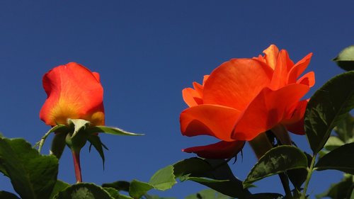 rose  orange  blossom