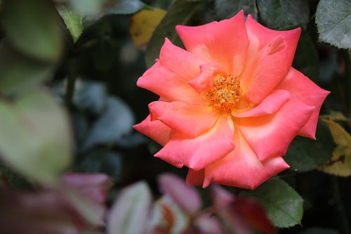 rose  flower  white