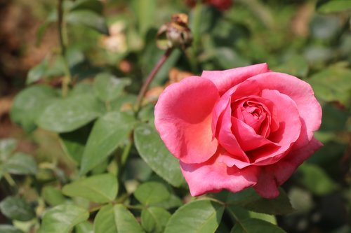 rose  flower  white