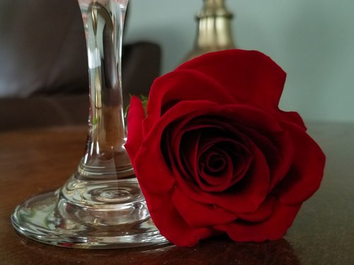rose  red  romantic