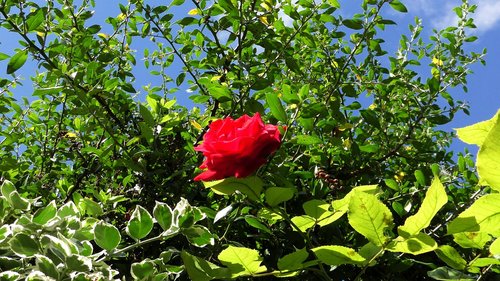 rose  red rose  flower