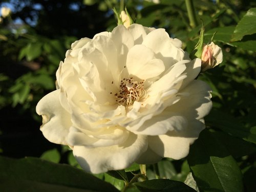 rose  white  blossom