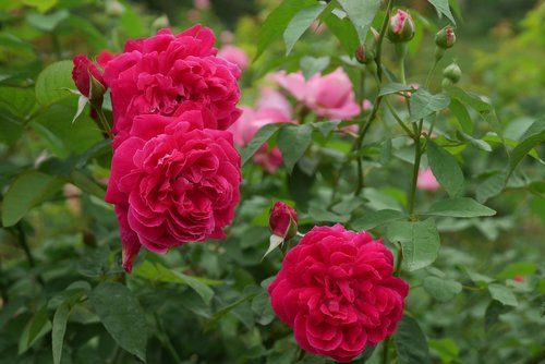 rose  red  blossom