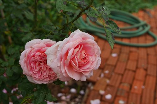 rose  blossom  pink