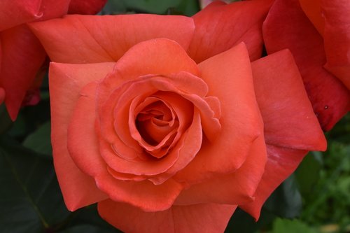 rose  flower  bloom