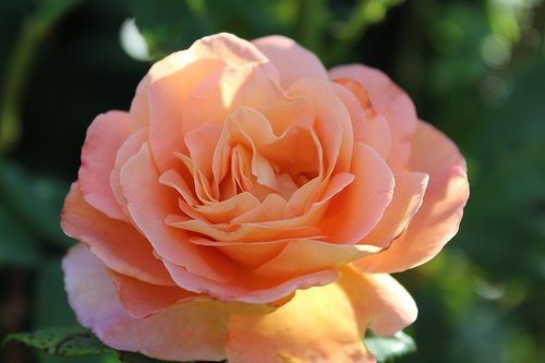 rose  flower  floribunda