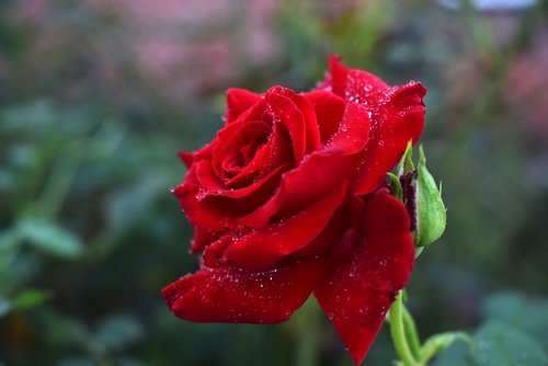 rose  roses  red