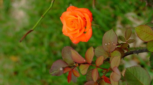 rose  red color  flowering