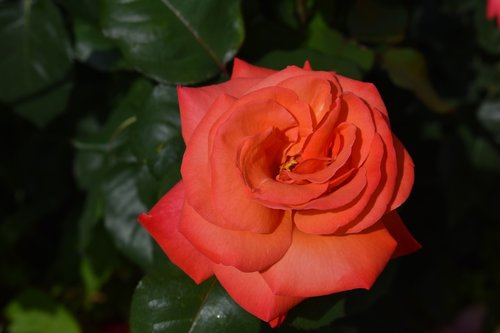 rose  red  flower