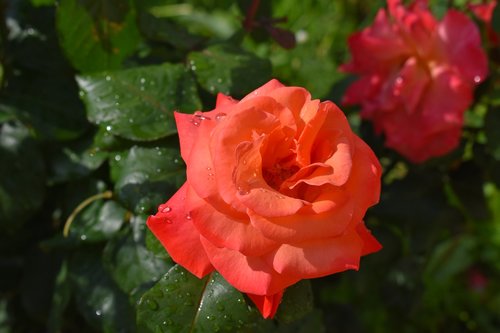 rose  red  flower