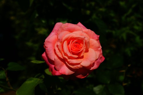 rose  summer  garden
