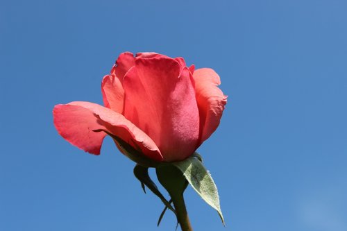 rose  sky  blue