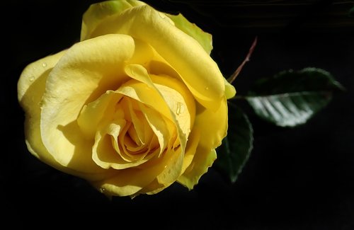 rose  yellow  flower