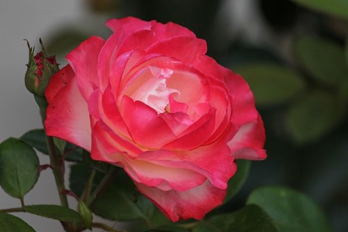 rose  rose petals  petals