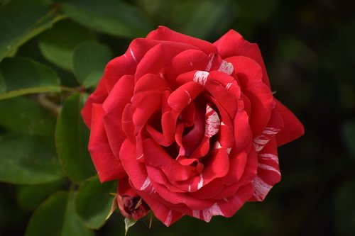 rose  red  multi colored