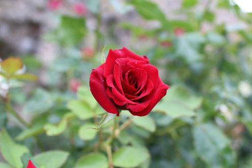 rose  floral  flora