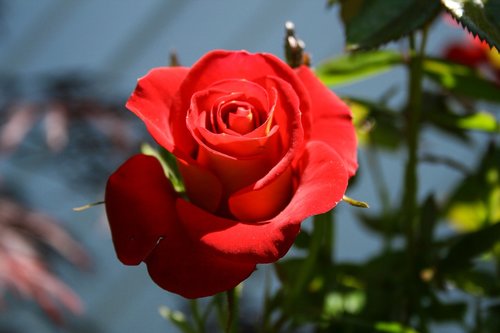 rose  red  nature