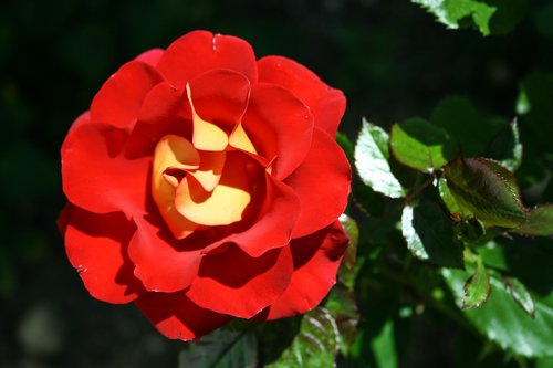 rose  flower  red