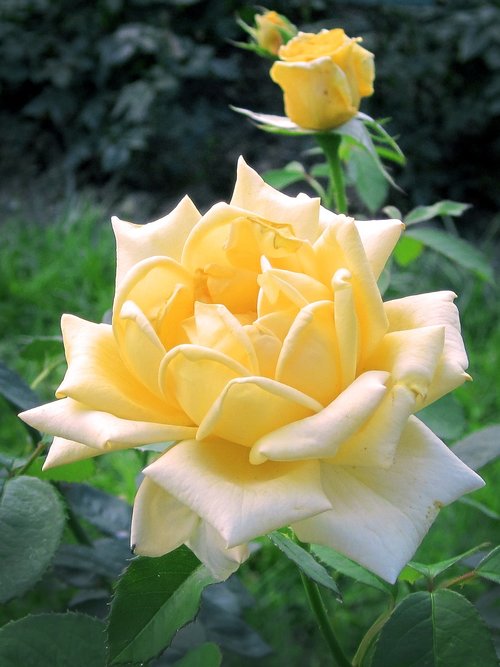 rose  yellow  garden