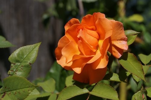 rose  rose petals  orange